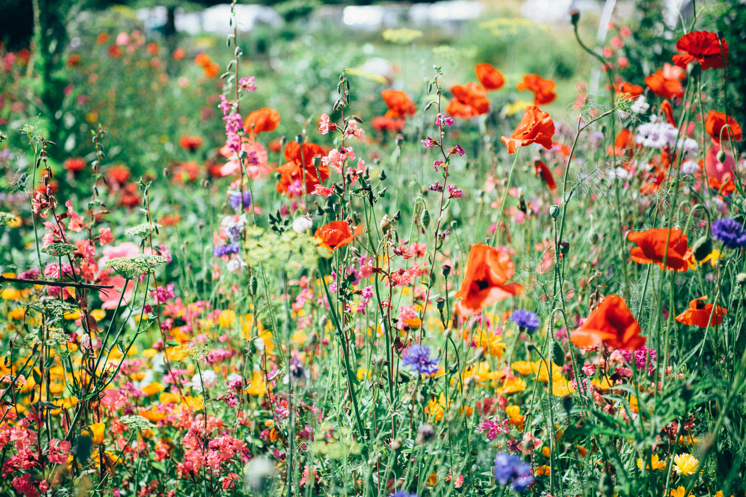 Flora